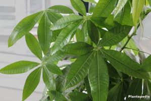 winkels om tuinplanten te kopen rotterdam Tuincentrum Zwinkels