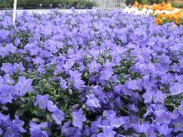 winkels om tuinplanten te kopen rotterdam Tuincentrum Zwinkels