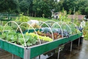 cursussen tuinieren rotterdam Stichting Tuinieren voor Ouderen Overschie