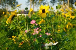 beach campsites rotterdam Weergors Camping 't