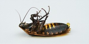 kakkerlak ontsmetting rotterdam Das Ongediertebestrijding