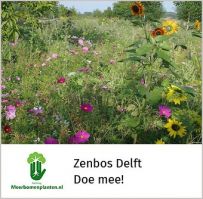een weitje met kleurige bloemen in het voedselbos in Delft