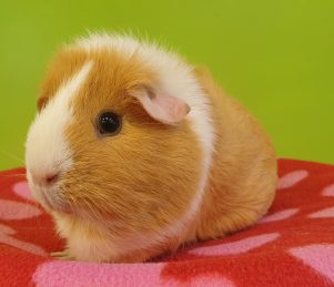 hamster adoptie rotterdam Het Knaaghof