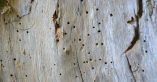kakkerlak ontsmetting rotterdam Suurd Pest Control B.V.